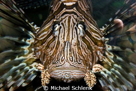 "Shooting fish in a barrell" – Literally!  Cheater shot t... by Michael Schlenk 