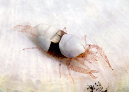 Commensal Shrimp on soft coral sponge (whats my name?) Ta... by David Henshaw 