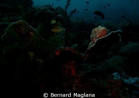 Tried to underexpose to highlight the other part of the r... by Bernard Maglana 