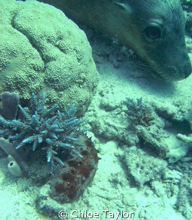 I was just taking a photo of the red sea slug with the bl... by Chloe Taylor 