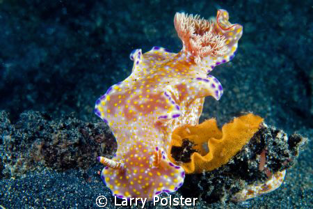 Ceratosoma tenue laying her eggs. D300-60mm by Larry Polster 