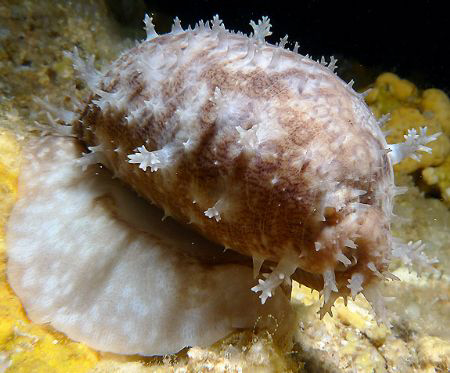 Eyed Cowrie by Martin Dalsaso 