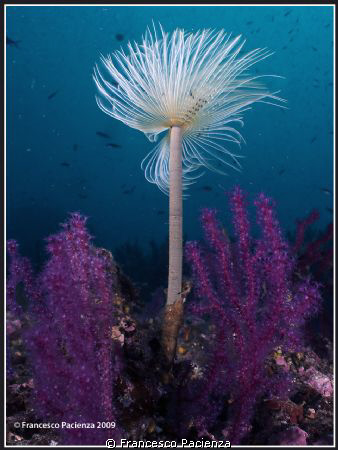 Spiro between two red Gorgonians (Paramuricea clavata) wi... by Francesco Pacienza 