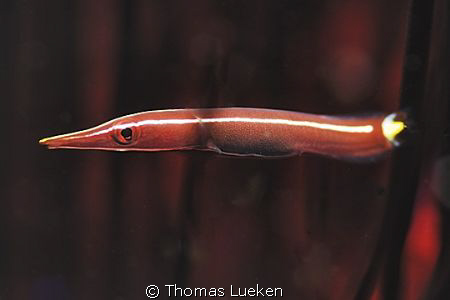 found in Lembeh; d200 by Thomas Lueken 