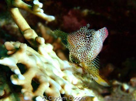 Shy leopard blenny. Fuji f50 and fantasea nano strobe by Cigdem Cooper 