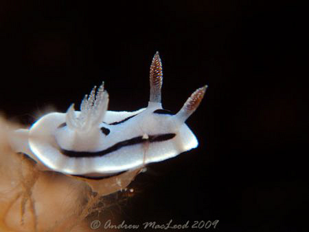 Tubbtaha reef, Philippines by Andrew Macleod 