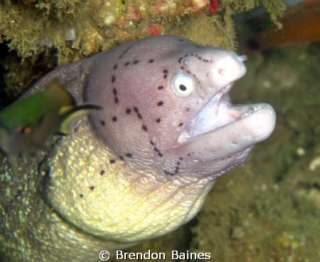 Geometric Ray taken on Inchcape 2 wreck Khor Fakken UAE by Brendon Baines 