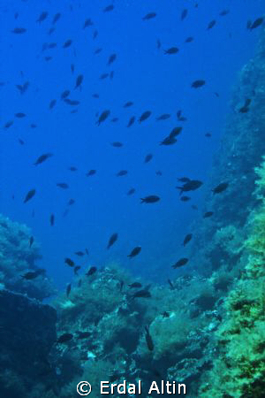 damselfishes at reef by Erdal Altın 
