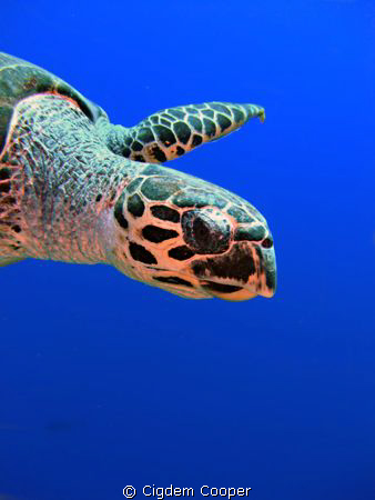 Hawksbill Turtle.
(Fuji F50 & Fantasea nano strobe) by Cigdem Cooper 