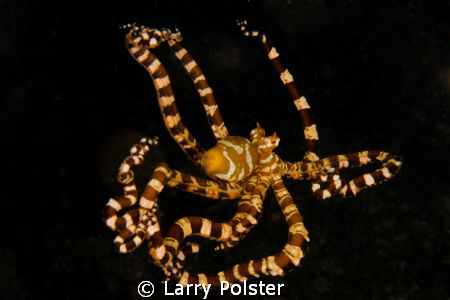 Wonderpuss... Lembeh. D300-60mm by Larry Polster 