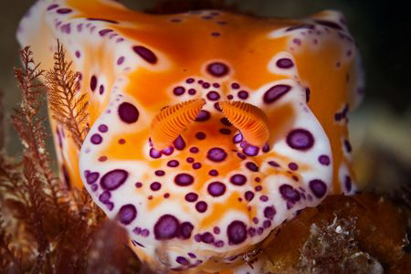 Coming right at ya!
Ceratosoma brevicaudatum, very commo... by Mick Tait 