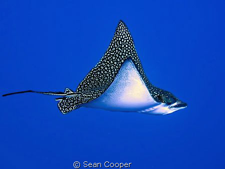 Spotted eagle ray, taken at the corner of Ras Um Sid. Can... by Sean Cooper 