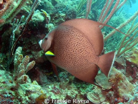 Gray Angel Fish @ Culebra Island by Frankie Rivera 