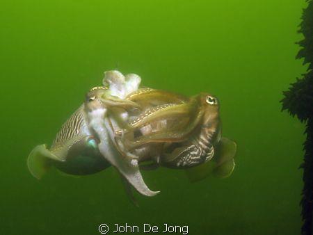 Sepia´s at the start of mating. Some seconds later and th... by John De Jong 