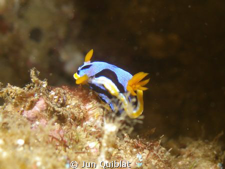 Taken in Duka Bay, Medina, Philippines, 60 ft, C7070 Olym... by Jun Quiblat 