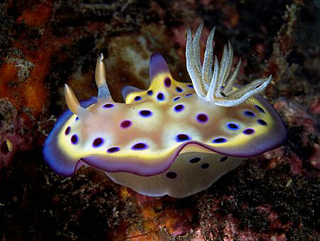 Chromodoris kuniei, Tulamben by Doug Anderson 