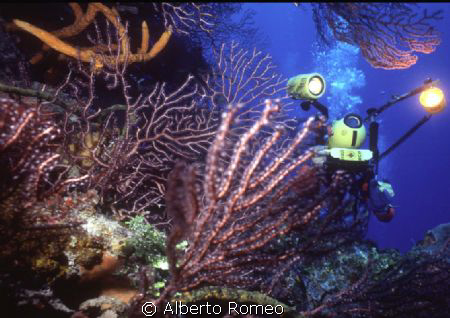 A videomaker between caribbean gorgonias.
Nikonos 20 mm+... by Alberto Romeo 