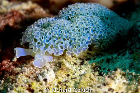 Lettuce Sea Slug-Bonaire-Canon 5D MK II 100 mm macro no c... by Richard Goluch 