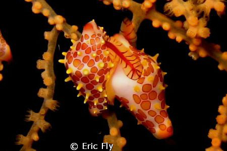 On a night dive, Tulamben Wreck by Eric Fly 