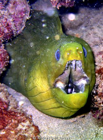 JA,JA,JA...
 8' Morena! MORAY EEL by Andres L-M_larraz 