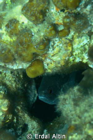 little damselfish by Erdal Altın 