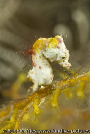 Pontowii Pigmee Seahorse in Wakatobi, 60 mm marco lense. by Rob De Vries 