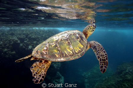 Green sea turtle seconds before taking a breath. by Stuart Ganz 