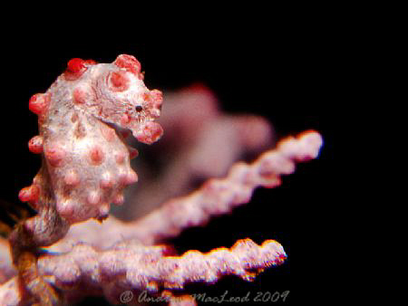 off Manado Indonesia by Andrew Macleod 