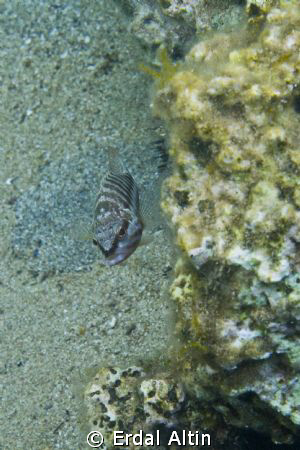 comber fish (serranus cabrilla) by Erdal Altın 