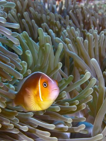 A Rowley Shoals local.
This is an older image I took wit... by Mick Tait 