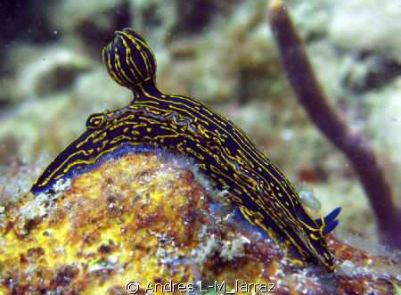 SEA SLUG/ GASTROPOD
TWO INCHES LONG by Andres L-M_larraz 