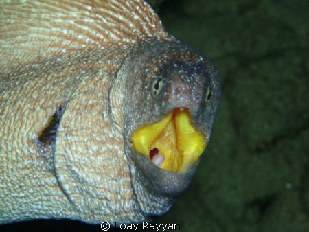 One more inch, and I'll eat you & your camera ! by Loay Rayyan 