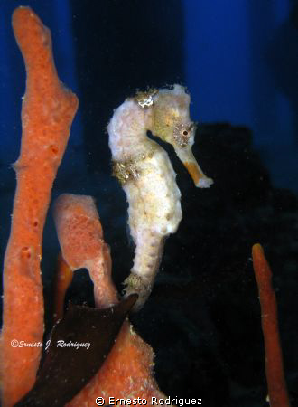 Sea Horse Saint Croix Frederickted Piers by Ernesto Rodriguez 