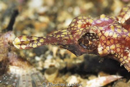 found in Lembeh; D200 by Thomas Lueken 