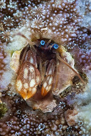 I just love the piercing blue eyes of these tiny (approx ... by Ross Gudgeon 