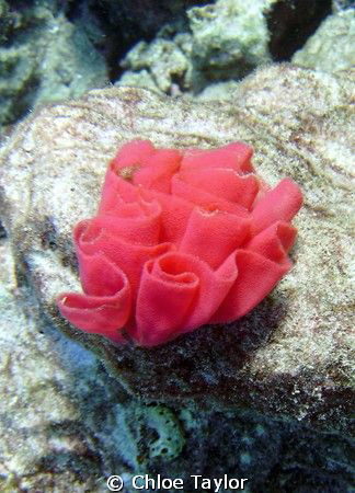 These nudibranch eggs are so pretty, they look like under... by Chloe Taylor 