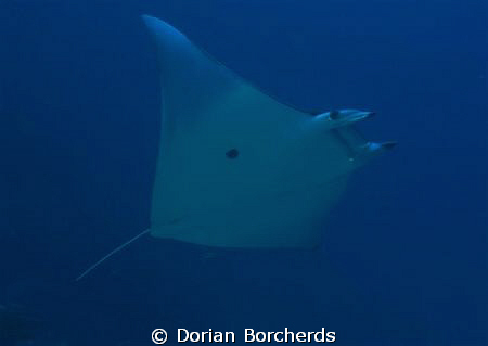 A Mobula Ray near Albatros Passage by Dorian Borcherds 