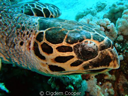 Hawksbill Turtle. ( Fuji f50 & fantasea nano strobe) by Cigdem Cooper 
