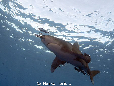 Hooked Carcharhinus Longimanus Daedalus reef. by Marko Perisic 