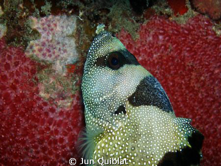 Unknown Fish, Taken in Agutayan Shoal by Jun Quiblat 