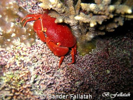 crab in Jna /night  
canon 860 
extarnal flash by Bander Fallatah 