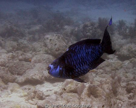 "Midnight Blue" by Jean-Louis Courteau 