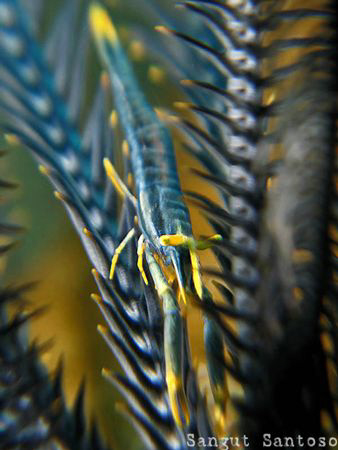 "Yellow eyes" by Sangut Santoso 