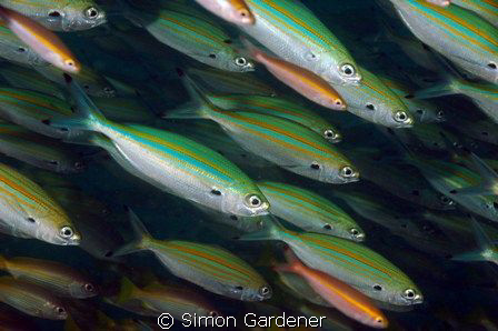 variable lined fusiler  ( caesio varilineata ) shot with ... by Simon Gardener 