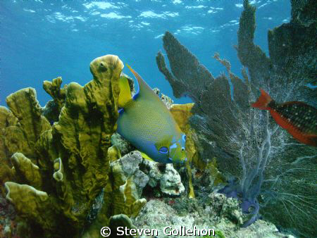 Queen angelfish Molassas Reef, Key Largo, Florida.  Taken... by Steven Gollehon 