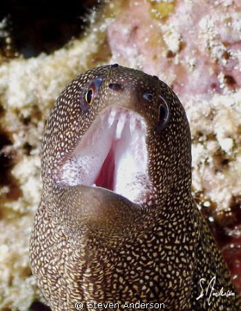 Open up and say ah!!!!!!!!!!! This image of a Goldentail ... by Steven Anderson 