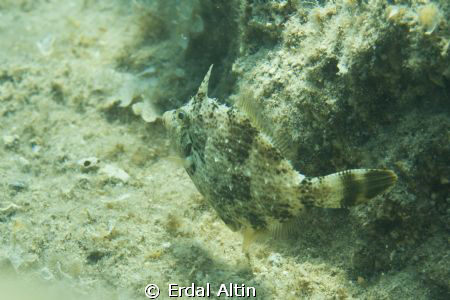 filefish by Erdal Altın 
