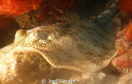 CLEARNOSE SKATE by Joel Sarver 