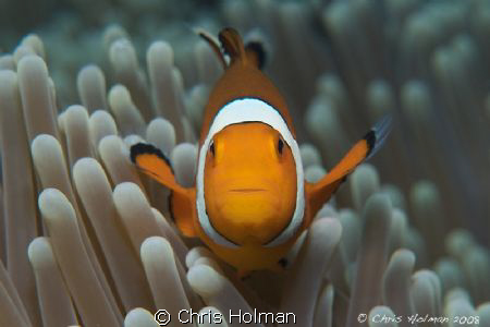 Nemo...
Just a crazy little clown fish that enjoyed show... by Chris Holman 