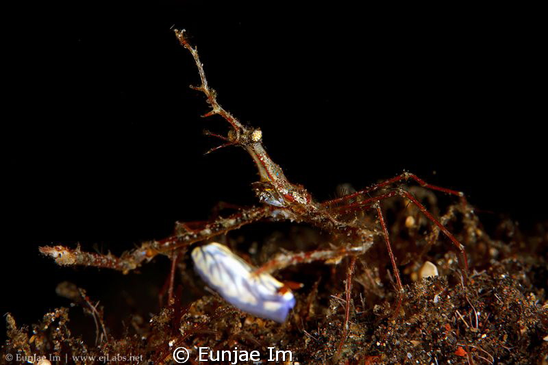 long snout elbow crab by Enje Im 